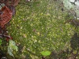 Dibaeis absoluta image