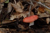 Russula cremoricolor image