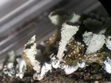 Cladonia hammeri image