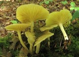 Chrysomphalina strombodes image
