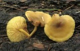 Callistosporium luteo-olivaceum image