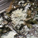 Cladonia hammeri image