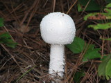 Amanita polypyramis image