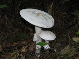 Amanita polypyramis image