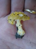 Amanita flavorubens image