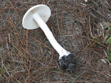 Amanita polypyramis image