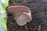 Fomitopsis cajanderi image