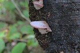 Fomitopsis cajanderi image