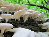 Pleurotus pulmonarius image