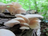 Pleurotus pulmonarius image