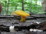 Pleurotus pulmonarius image