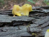 Pleurotus pulmonarius image
