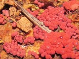 Arcyria denudata image