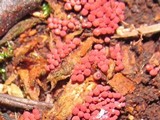 Arcyria denudata image