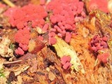Arcyria denudata image
