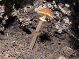 Conocybe rugosa image