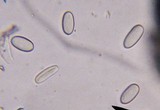 Cyathus stercoreus image