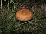 Paxillus involutus image