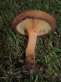Paxillus involutus image