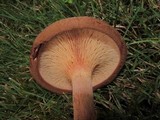 Paxillus involutus image