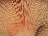 Paxillus involutus image