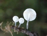 Tetrapyrgos nigripes image