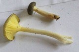 Chrysomphalina strombodes image