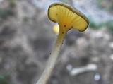 Chrysomphalina strombodes image