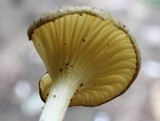 Chrysomphalina strombodes image