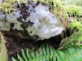 Ceratiomyxa fruticulosa var. fruticulosa image