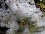 Ceratiomyxa fruticulosa var. fruticulosa image