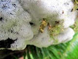Ceratiomyxa fruticulosa var. fruticulosa image