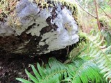Ceratiomyxa fruticulosa var. fruticulosa image