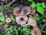 Clitocybe squamulosa image