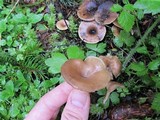 Clitocybe squamulosa image