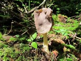 Helvella compressa image