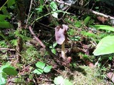 Helvella compressa image