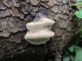 Fomitopsis mounceae image