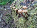 Gymnopus acervatus image