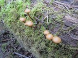 Gymnopus acervatus image