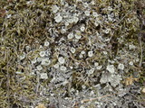 Cladonia hammeri image