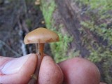 Gymnopus acervatus image