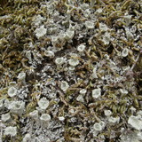 Cladonia hammeri image