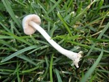 Volvariella hypopithys image