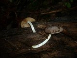 Bolbitius reticulatus image