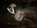 Bolbitius reticulatus image
