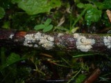 Radulomyces confluens image