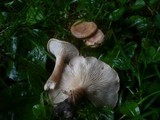 Clitocybe costata image