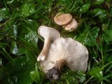 Clitocybe costata image