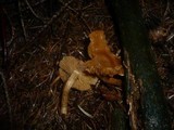 Cortinarius renidens image